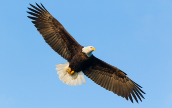 Gratitude for our Sacred Obligations day